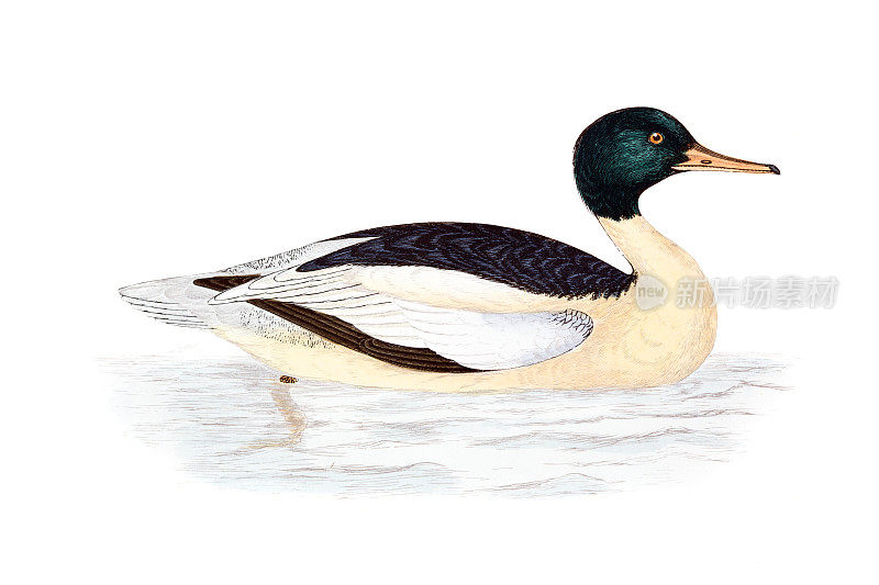 Goosander -手工彩色雕刻